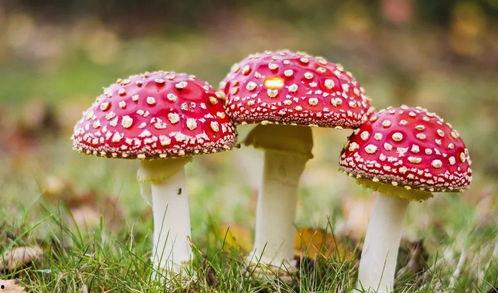 吃瓜爆料黑料蘑菇视频